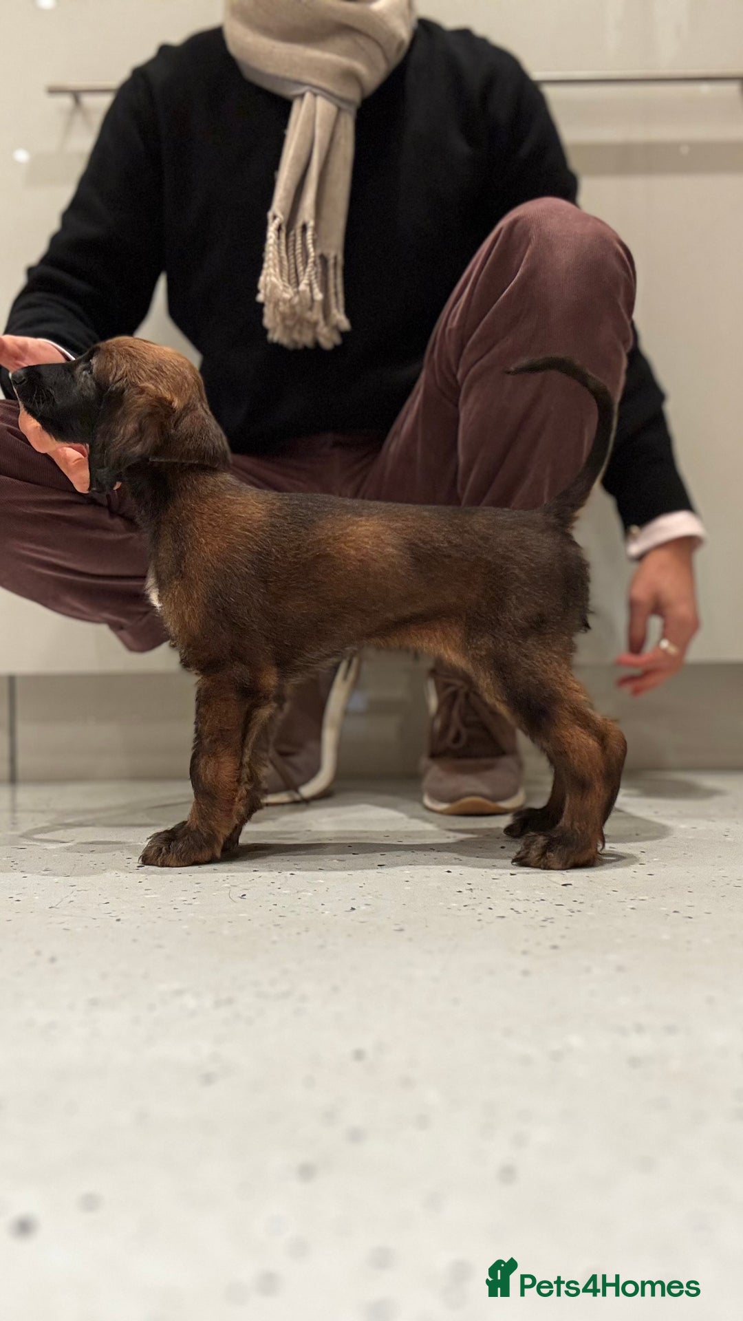 Afghan Hound dogs for sale: Afghan Hound Litter AVAILABLE - Advert 16