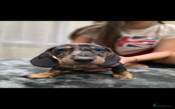 Dachshund dogs for sale: Beautiful puppies - Image 12