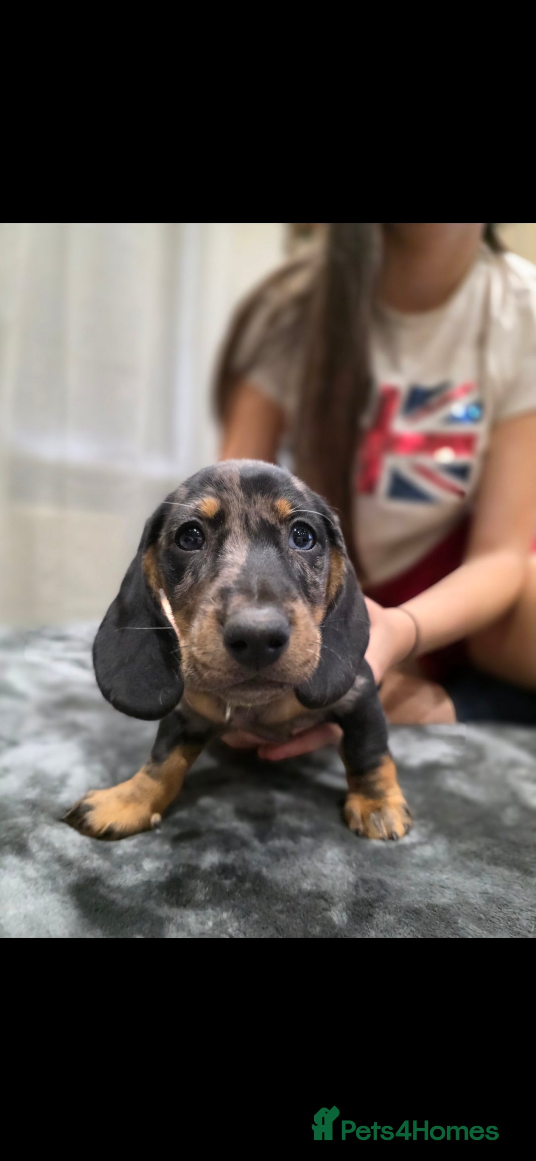 Dachshund dogs for sale: Beautiful puppies - Image 12