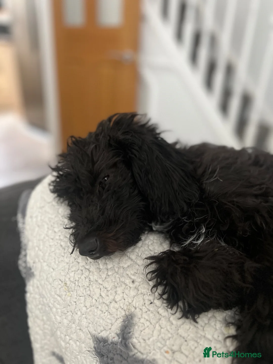 Mixed Breed dogs for sale: Jackapoo puppies  in Luton - Advert 2