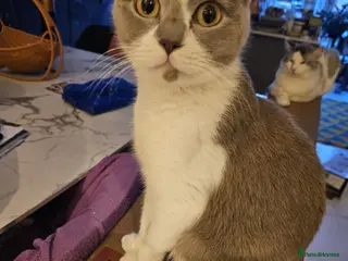 Ragdoll cats 5 Ragdoll kittens - Advert 3