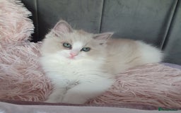 Ragdoll cats for sale: Reduced RARE Brown/mink Green-eyed Ragdoll kittens - Image 2