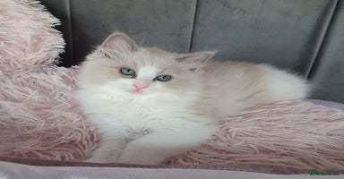 Ragdoll cats - Advert 7