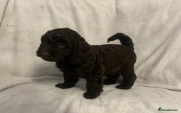 Cockapoo dogs for sale: Chocolate merl Cockapoo puppies  - Image 6