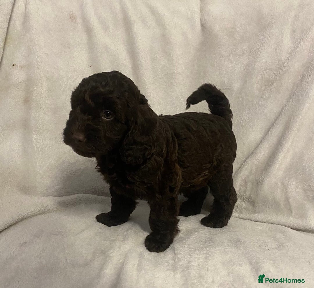 Cockapoo dogs for sale: Chocolate merl Cockapoo puppies  - Image 6
