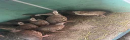 Patridge poultry for sale: Selling Silver  partridges Age 3 months old . - Advert 4