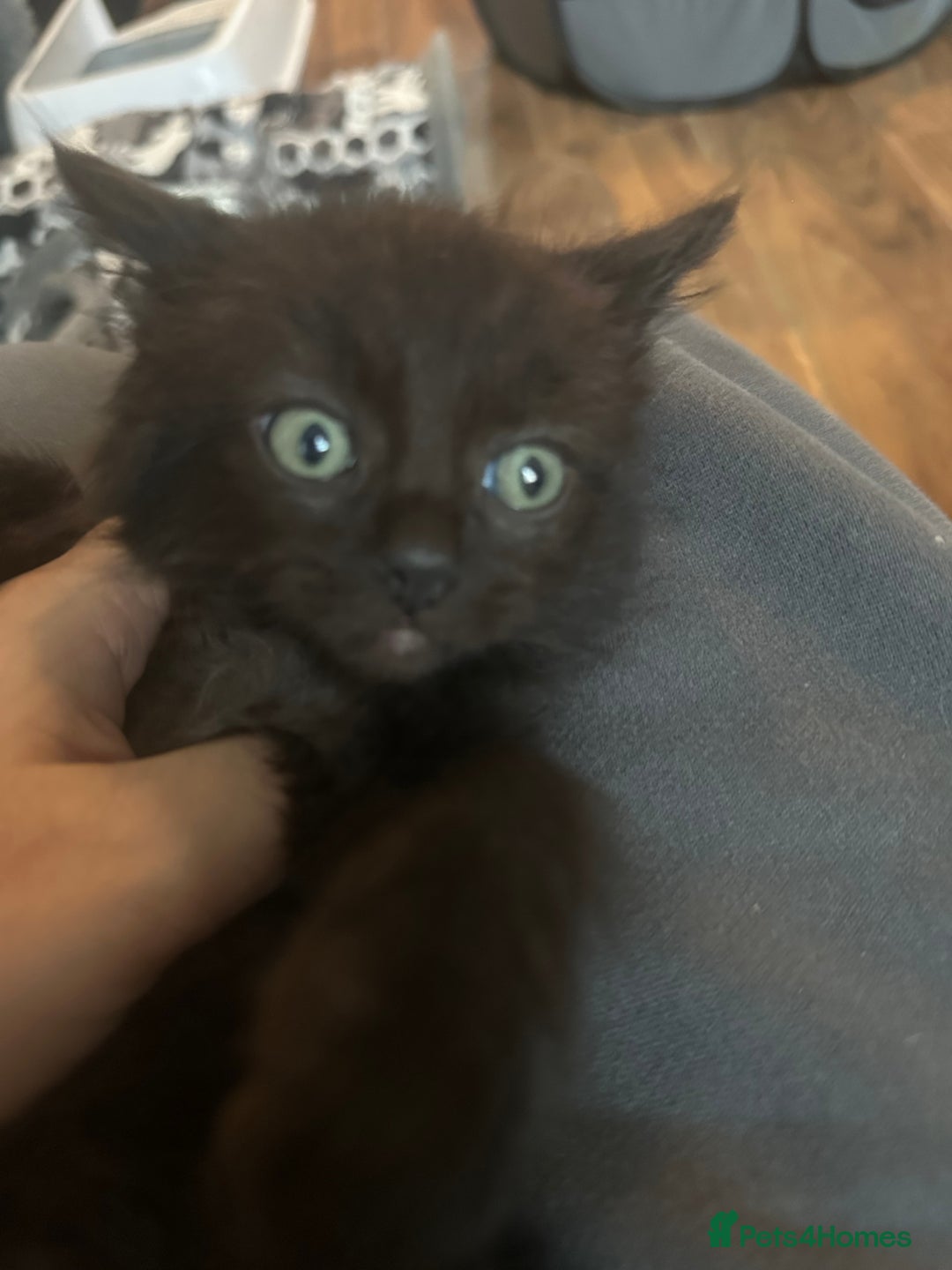 Ragcoon cats for sale: Ragdoll cross - Advert 22