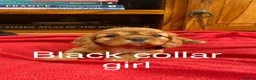 Cavalier King Charles Spaniel dogs for sale: Adorable Cavalier King Charles puppies  in Pencader - Advert 4