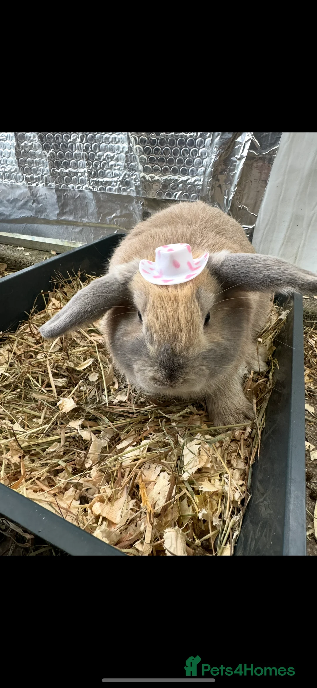 Mini Lop rabbits for sale: Mini Lop Male  - Advert 1