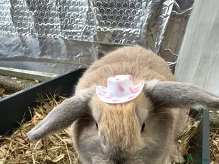 Mini Lop rabbits Mini Lop Male - Advert 6