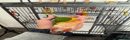 Conures birds for sale: Red factor, yellow sided pineapple conure - Advert 21
