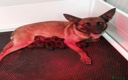 Belgian Shepherd Dog dogs for sale: KC Registered Belgian Malinios Pup. - Image 3