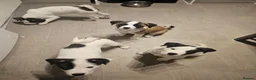 Mixed Breed dogs for sale: American Bulldog x American Akita - Advert 2