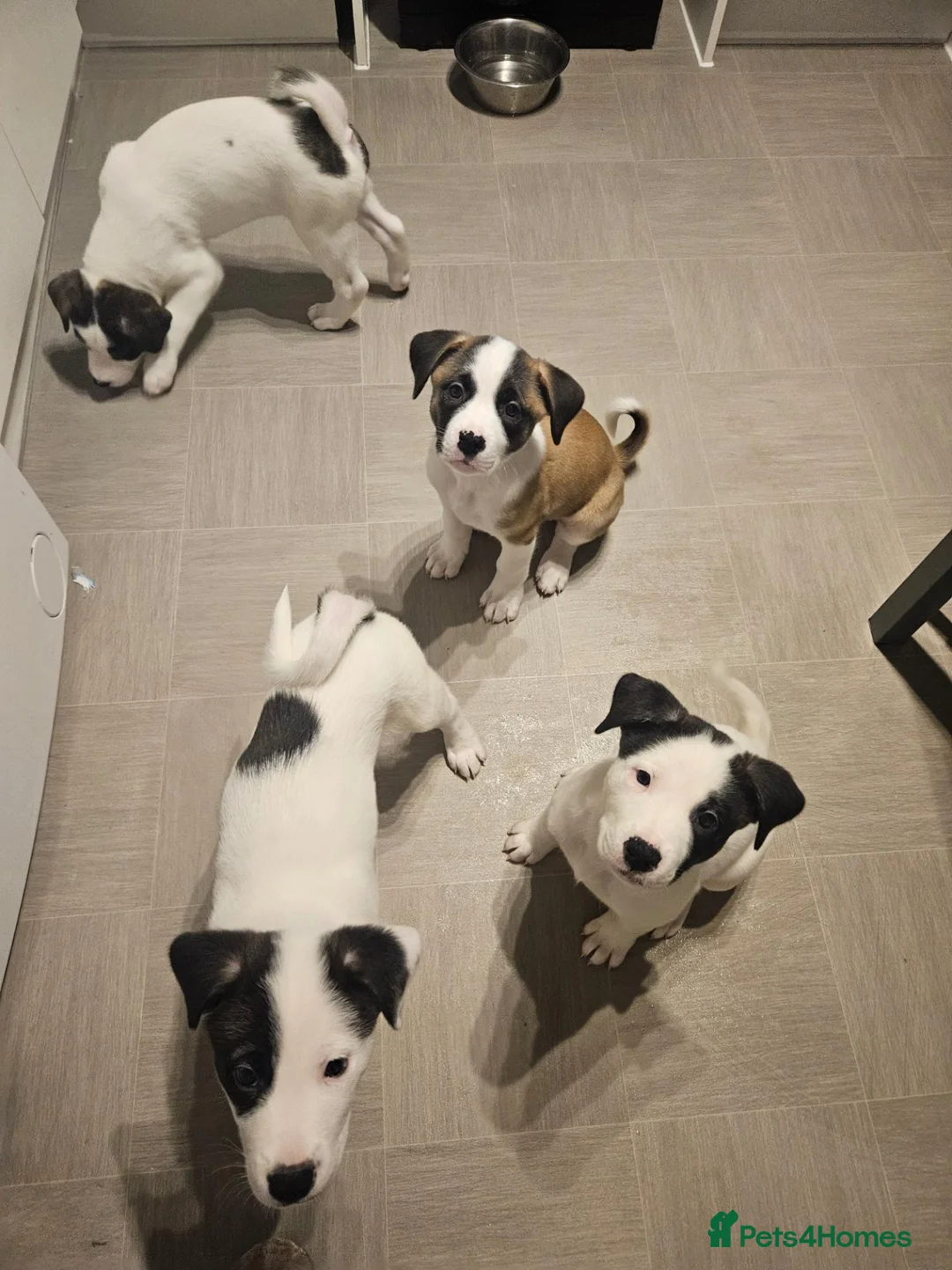 Mixed Breed dogs for sale: American Bulldog x American Akita - Advert 2