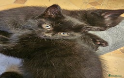 Mixed Breed cats for sale: 3 playful kittens  - Image 28