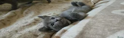 Russian Blue cats for sale: TICA full pedigree RUSSIAN BLUE kittens  - Advert 14