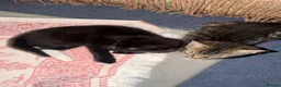 Mixed Breed cats for sale: Two Female Kittens – 8 Weeks Old - Advert 6