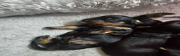 Miniature Dachshund dogs for sale: Mini dachshund puppies - Advert 5