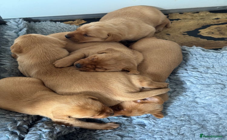Labrador Retriever dogs - Advert 1