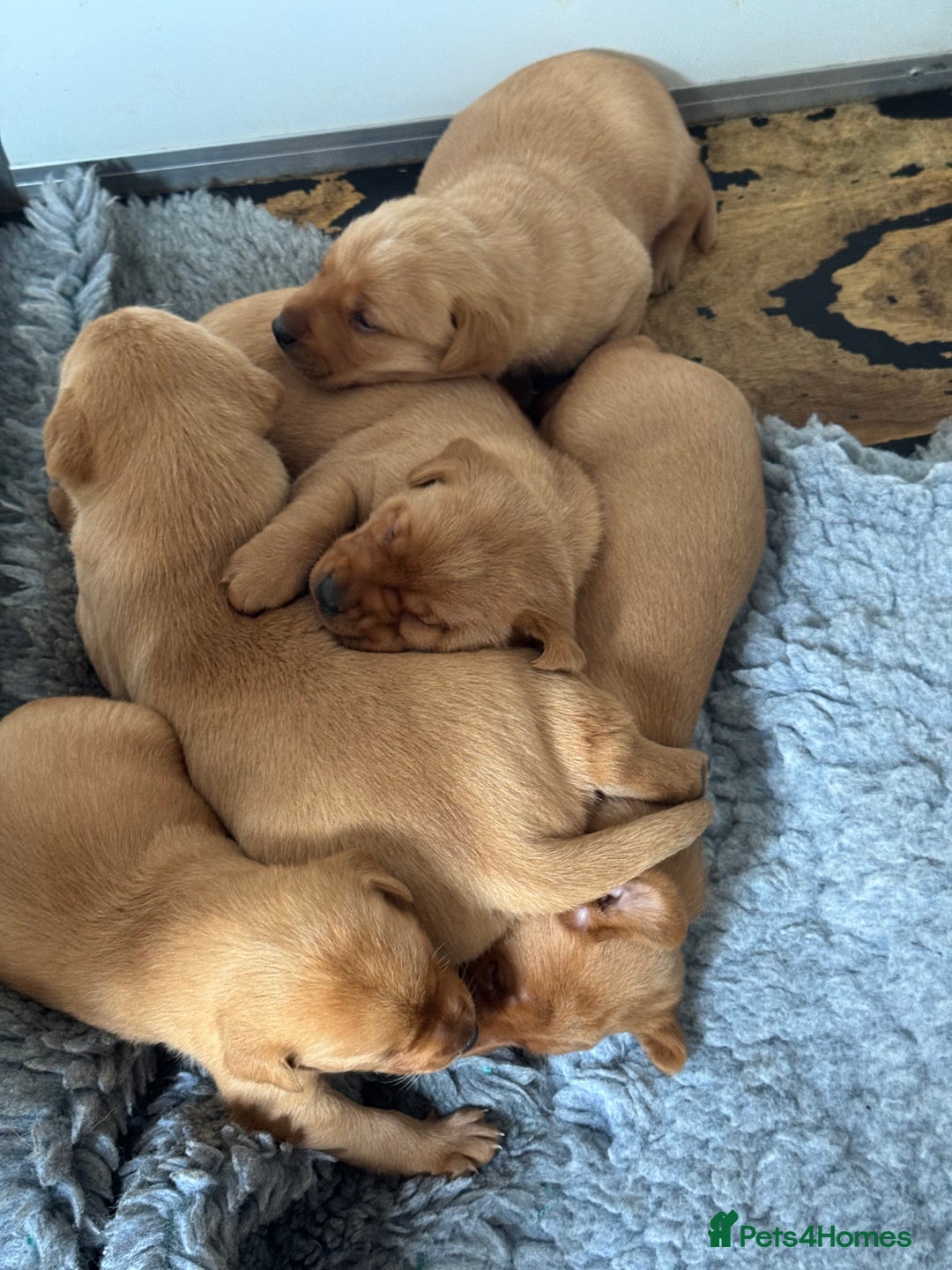Labrador Retriever dogs for sale: 1st Class ⭐️⭐️⭐️⭐️⭐️ Licensed - Image 1