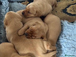 Labrador Retriever dogs - Advert 7