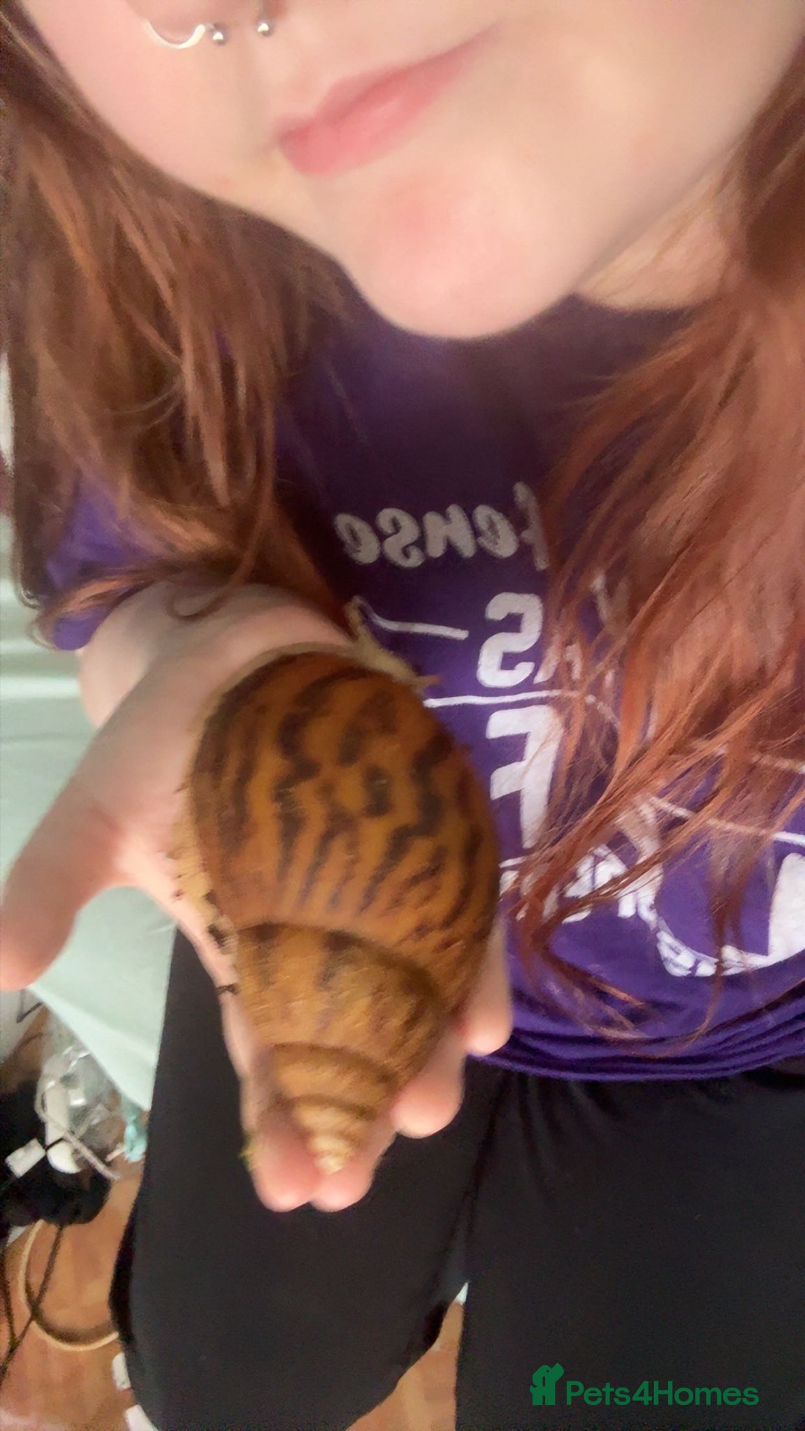 Snails invertebrates for sale: ALBINO gals for sale - Advert 3