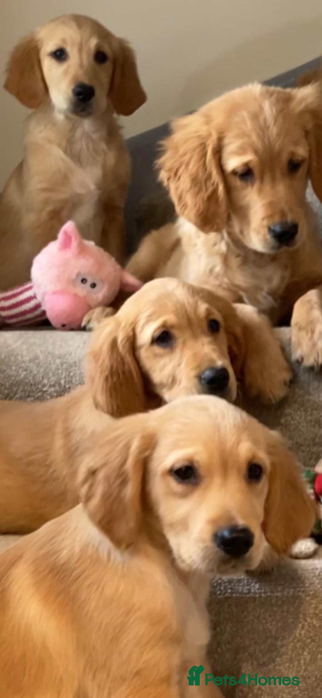 Golden Retriever dogs for sale: Golden retriever puppies  - Advert 8