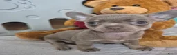 Chihuahua dogs for sale: 💜KC Reg Lilac Chihuahua Puppies 💜 - Advert 14