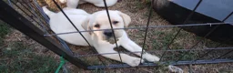Labrador Retriever dogs for sale: 6 beautiful labrador puppies  - Advert 26
