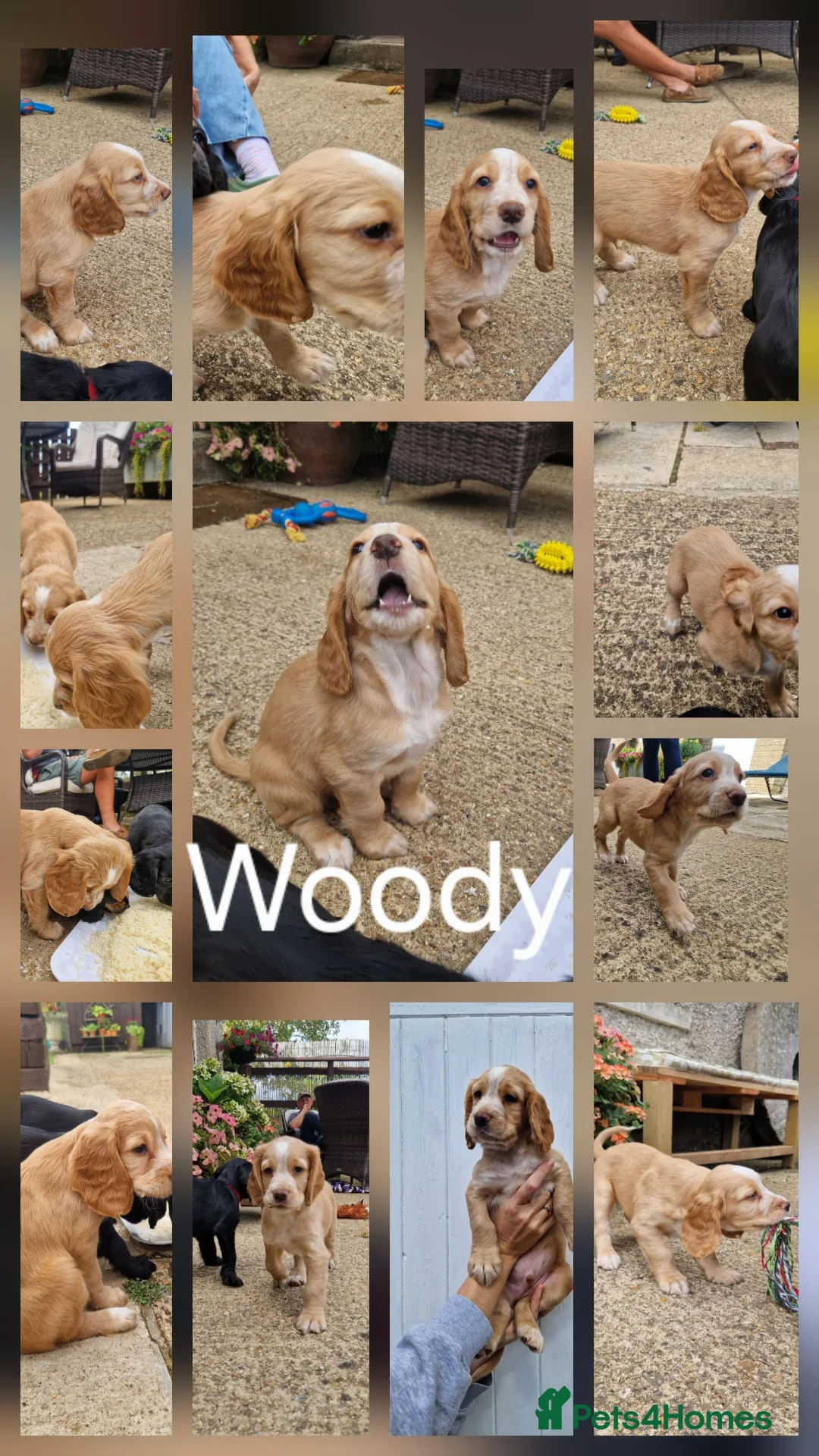 Cocker Spaniel dogs for sale: Working Cocker Spaniel Puppies – Ready 5th Sept - Advert 8