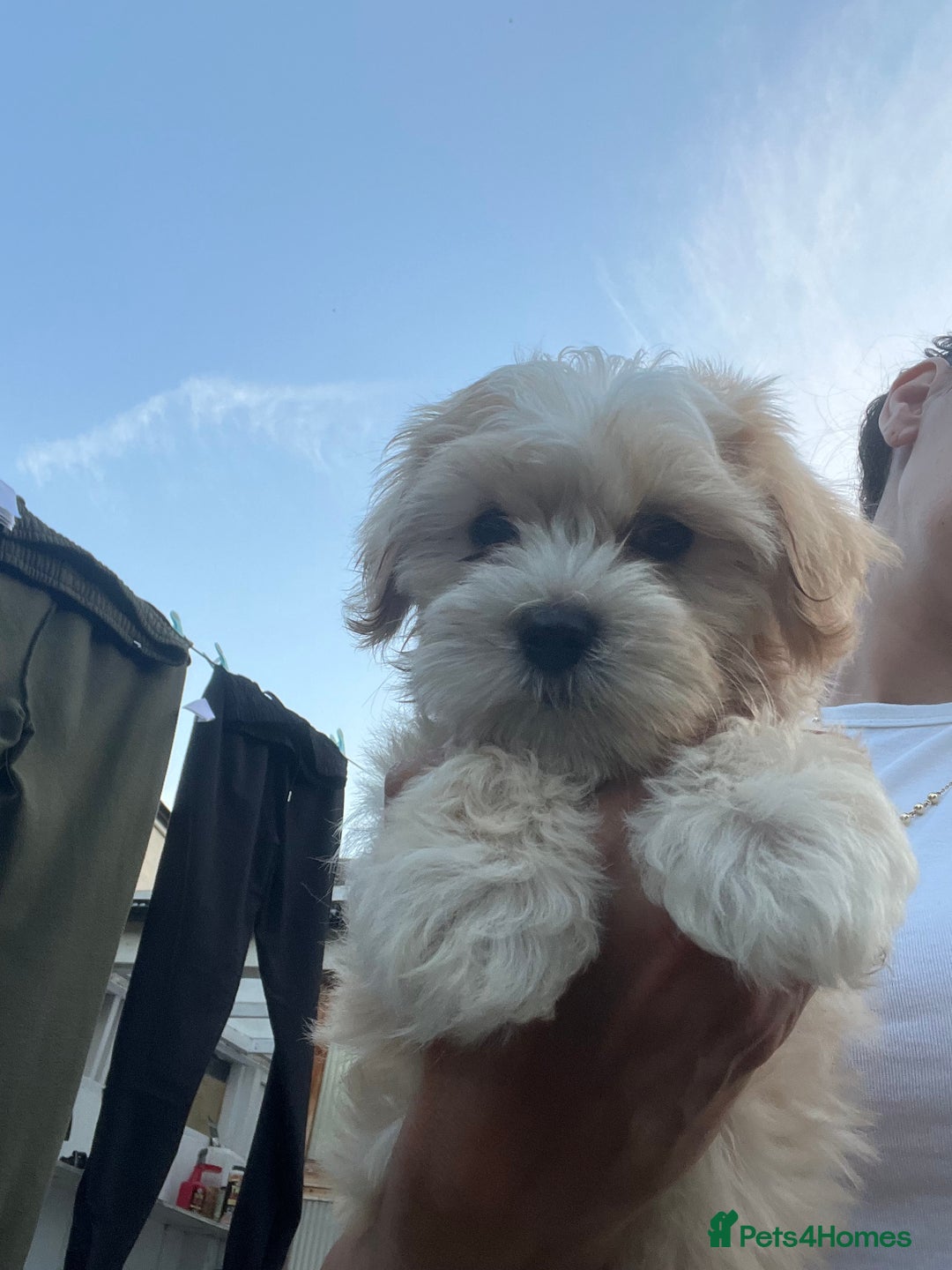 Maltese dogs for sale: bichon meltese  - Image 11