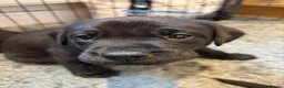 Labrador Retriever dogs for sale: KC-registered black Lab pups need forever home - Advert 5