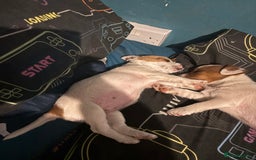 Jack Russell dogs for sale: Jack Russell bitch  - Advert 1