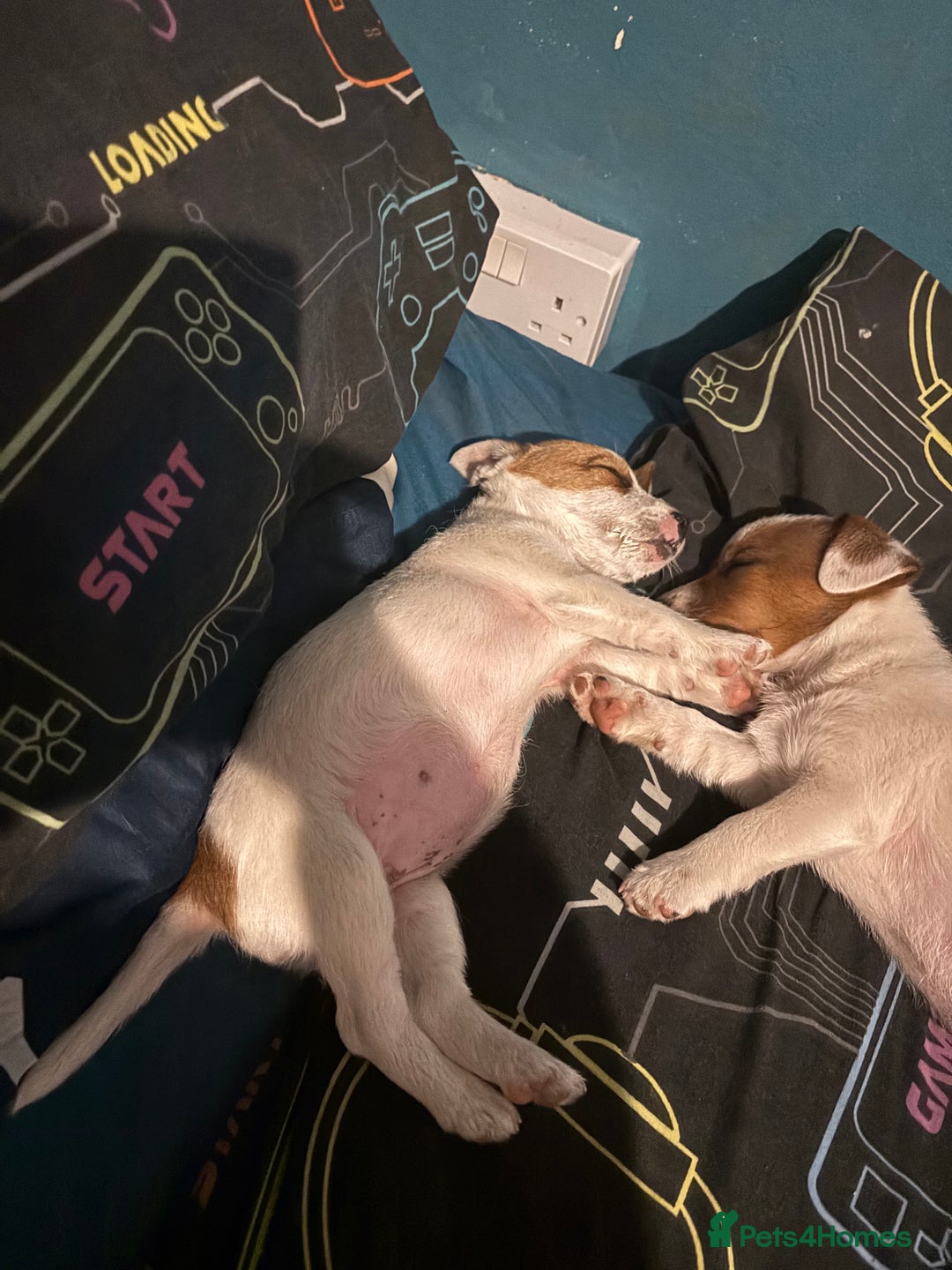 Jack Russell dogs for sale: Jack Russell bitch  - Advert 1