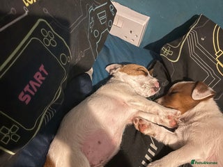 Jack Russell dogs for sale: Jack Russell bitch - Advert 1