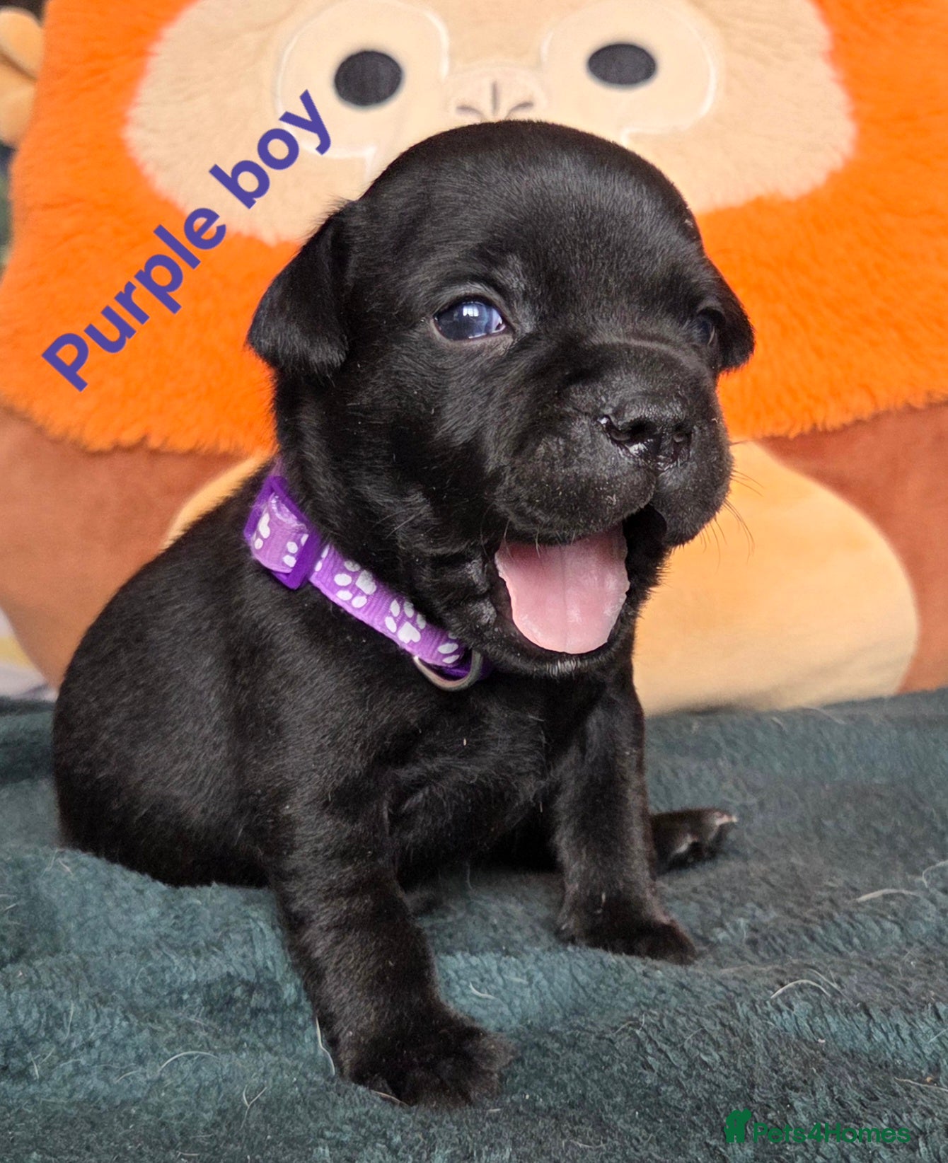 Staffordshire Bull Terrier dogs Show Quality Champions bloodline staffy puppies  - Advert 12