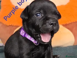 Staffordshire Bull Terrier dogs Show Quality Champions bloodline staffy puppies - Advert 12