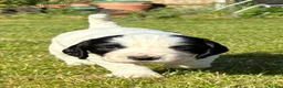 Sprocker dogs for sale: Sprocker Puppies - Advert 11