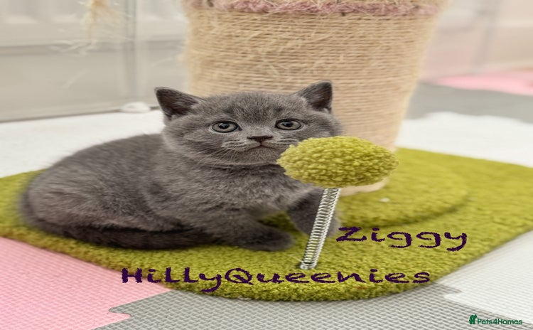 British Shorthair cats - Advert 10