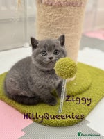 British Shorthair cats - Advert 9