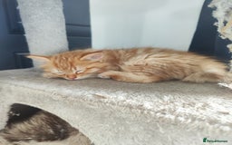 Mixed Breed cats for sale: Ragdoll mix - Image 1