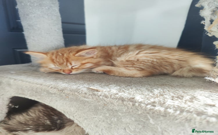 Mixed Breed cats - Advert 4