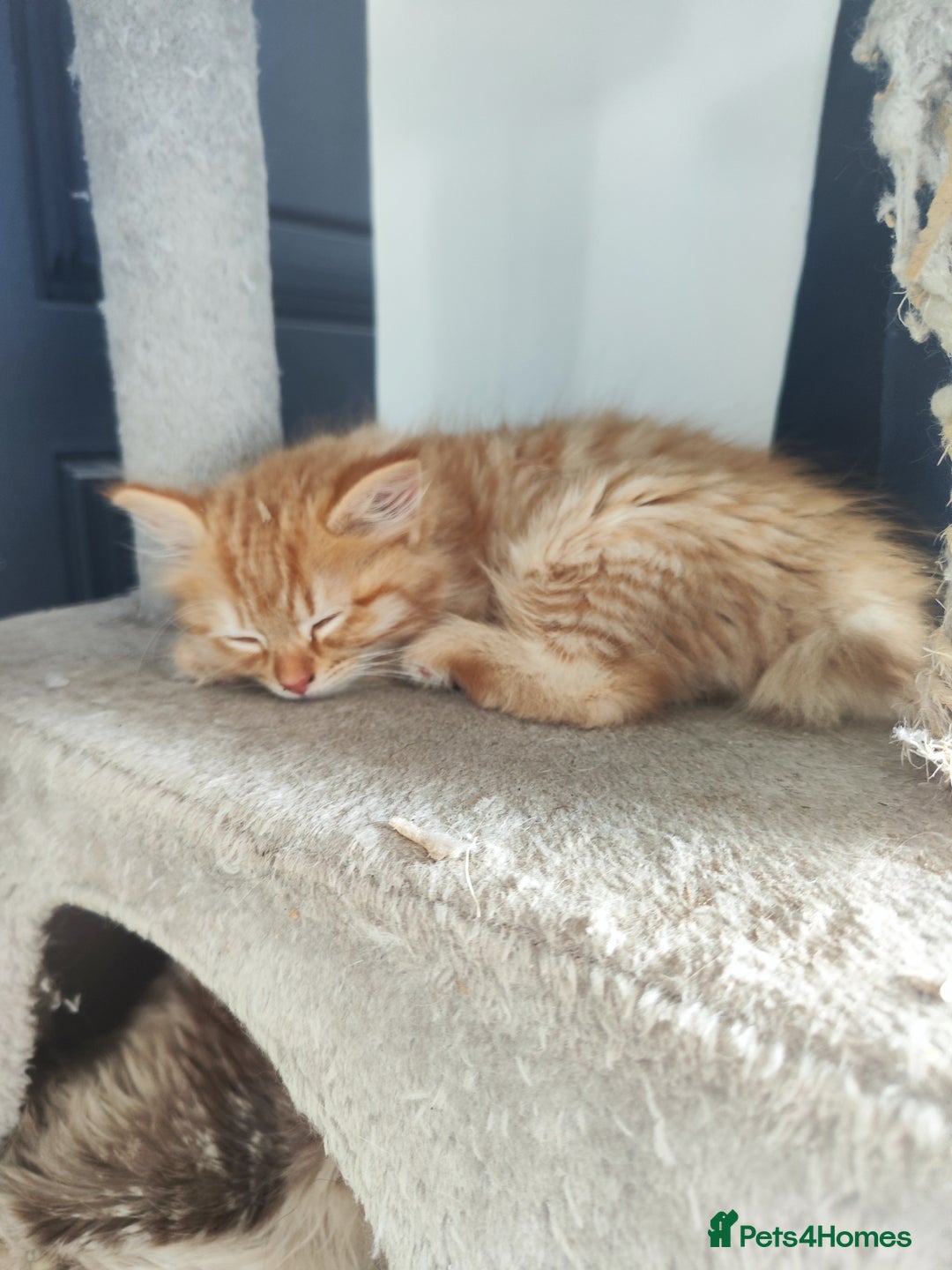Mixed Breed cats for sale: Ragdoll mix - Image 1