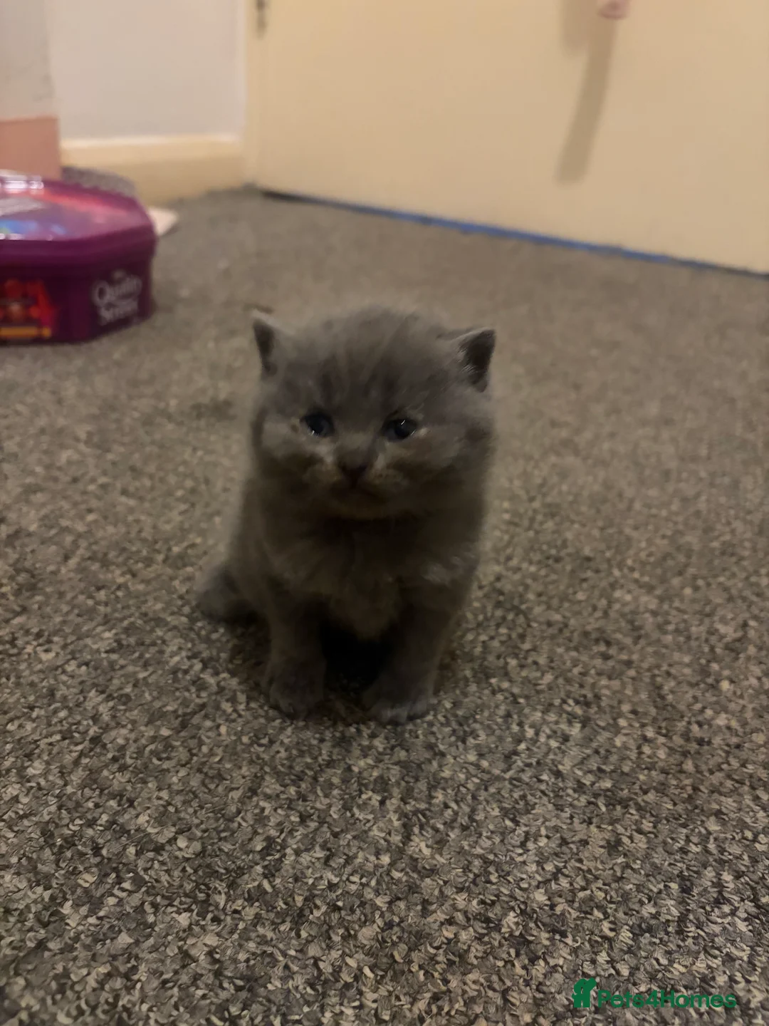 British Shorthair cats for sale: 5 Blue British shorthair kittens  - Advert 10