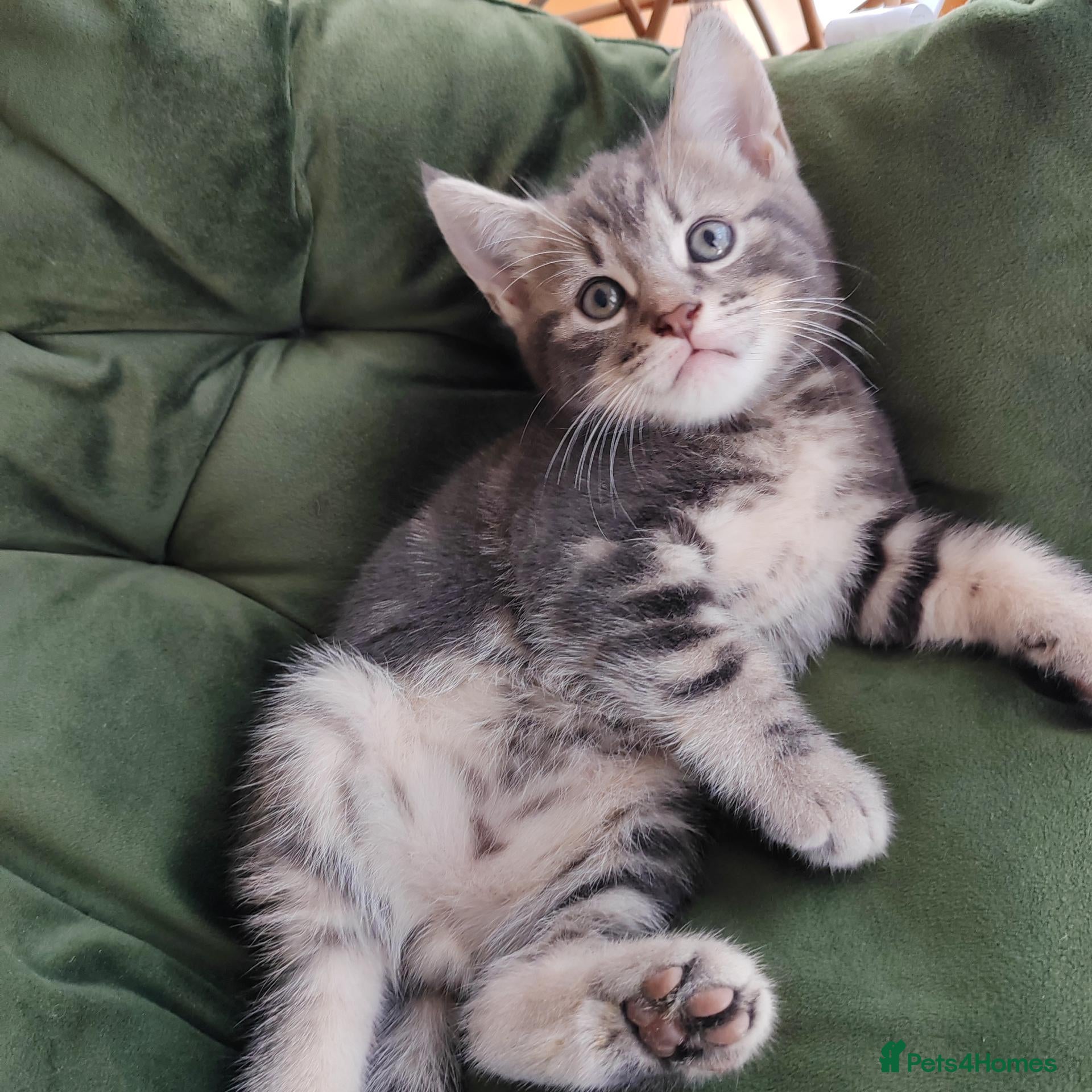 Mixed Breed cats Marble Bengal cross  - Advert 1