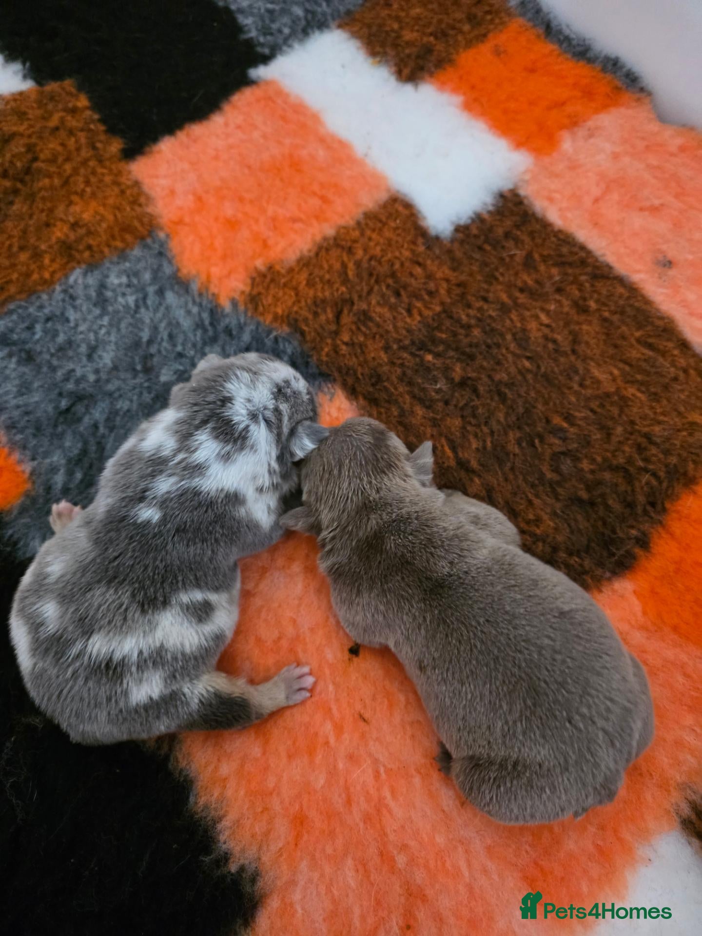 English Bulldog dogs British bulldog pups - Advert 18