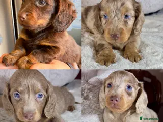 Miniature Dachshund dogs Long Hair Dachshund miniature Dapple - Advert 7