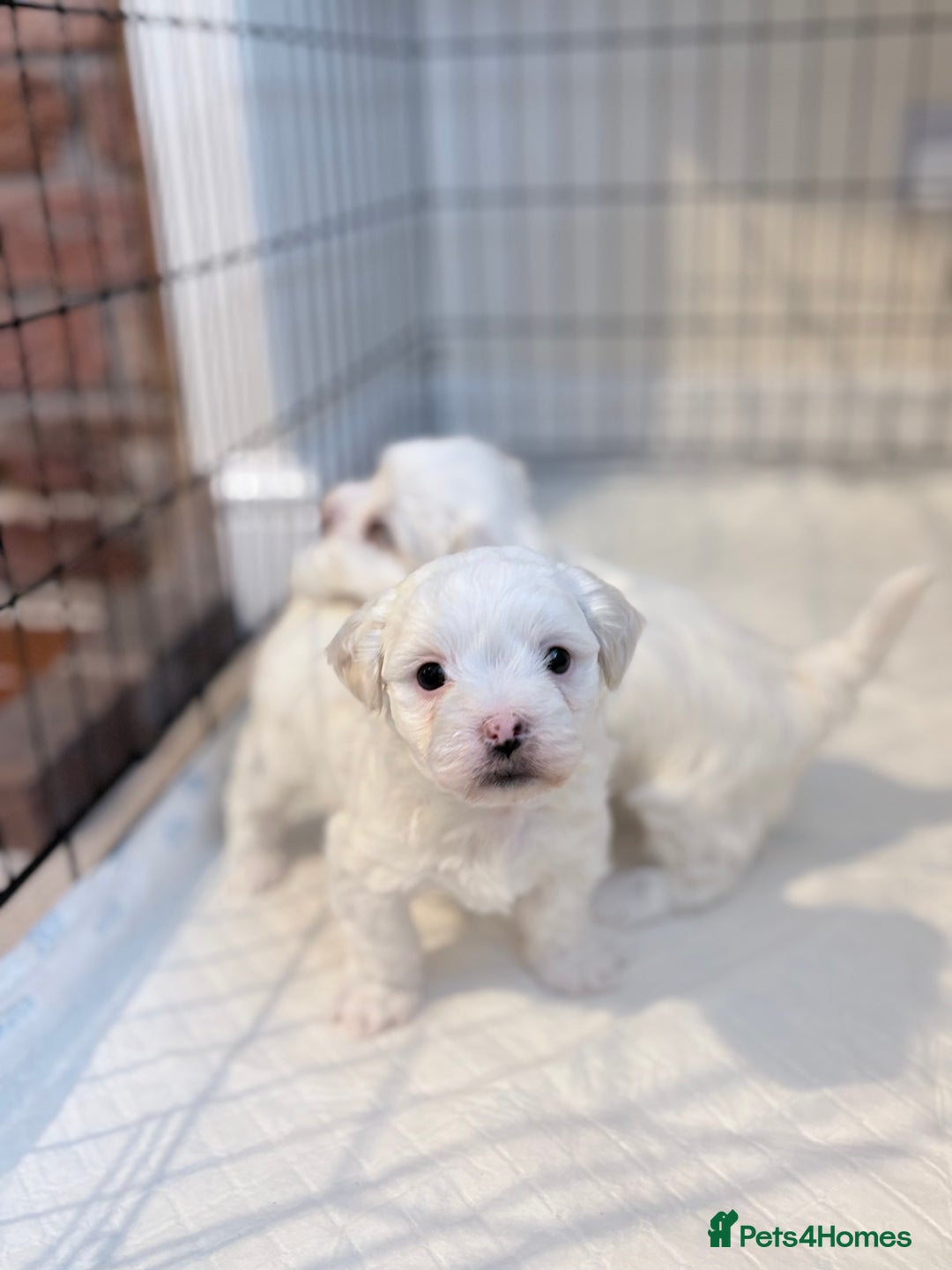 Bichon Frise dogs for sale: Bichon Frise Puppies for Sale 🐶 - Advert 11