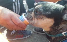 French Bulldog dogs for sale: Loki   - Image 3