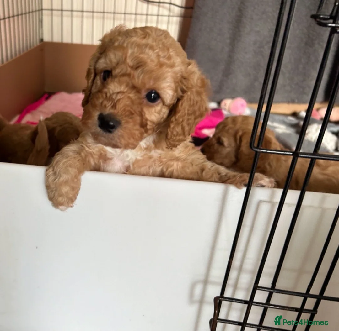 Cockapoo dogs for stud: Proven F1 cockerpoo for Stud in Sutton-in-Ashfield - Advert 16